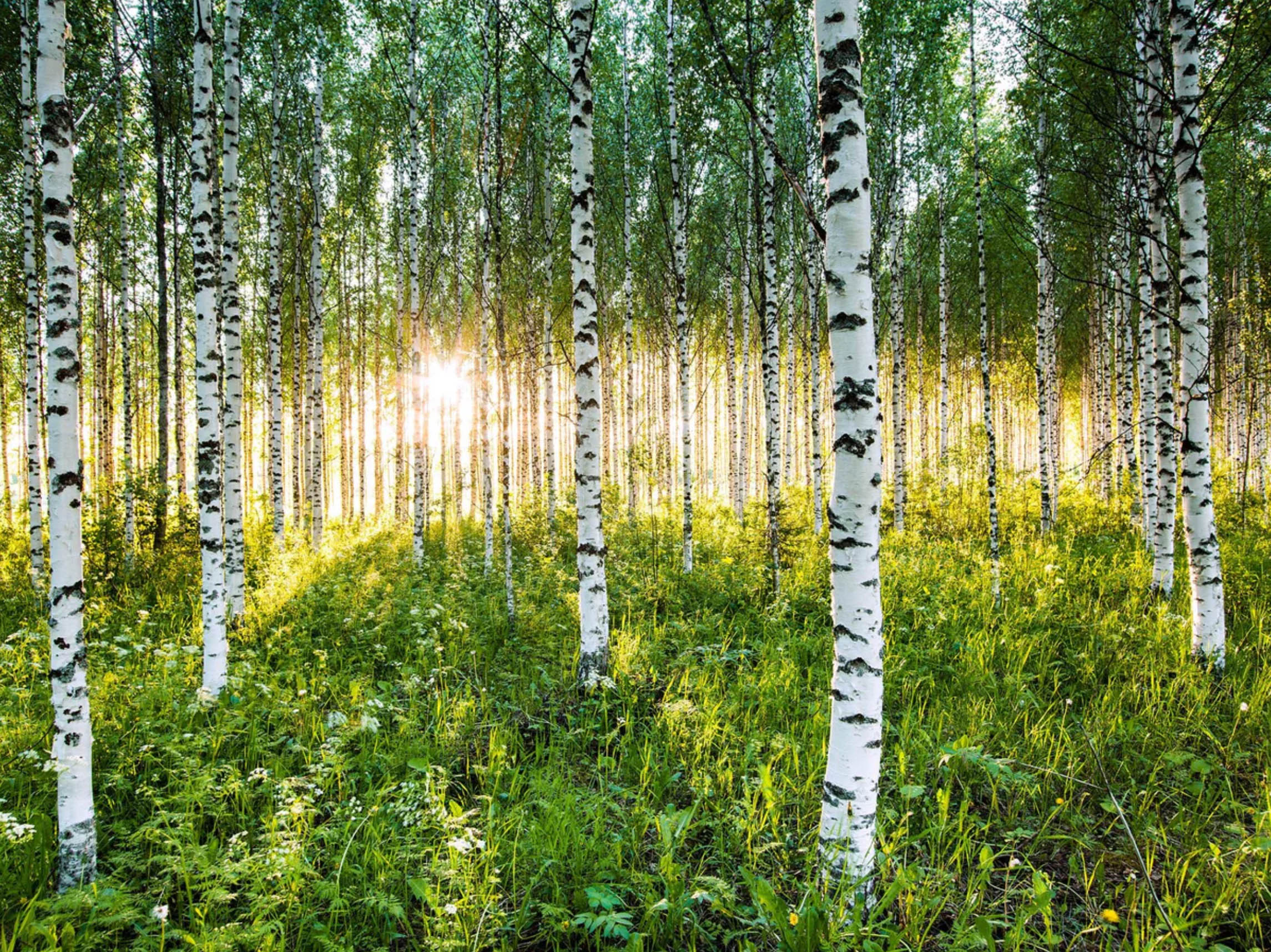 venaziel-fotokunst-andre-wagner-birkenwald-licht-finnland venaziel fotokunst andre wagner birkenwald licht finnland